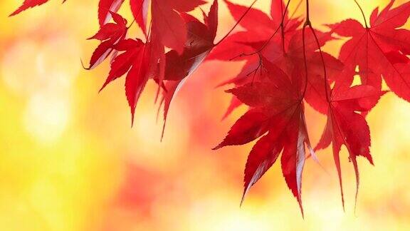 美丽的秋叶颜色在日本角馆