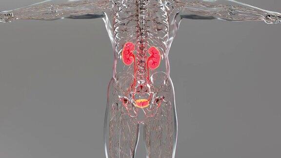 肾脏医学上精确的男性解剖器官扫描排泄系统3d渲染