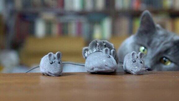 三只可爱的玩具老鼠灰猫在玩给猫抓老鼠的玩具