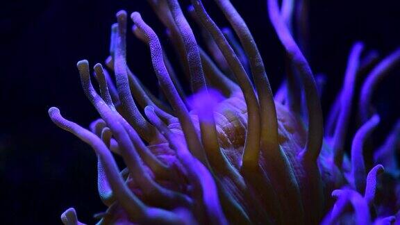 珊瑚礁水族馆鱼类海葵近海海水4k视频