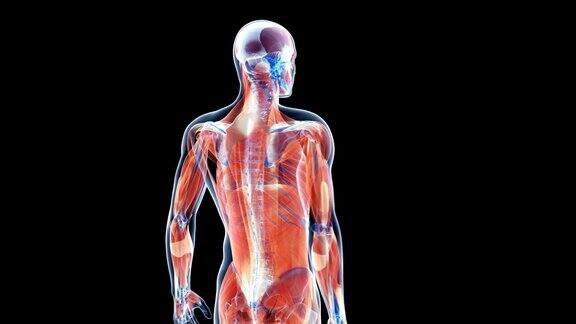 人类肌肉系统