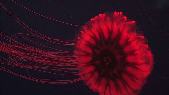 红色对黑色水母5-HD30F