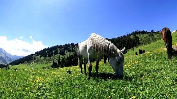 在草原山上吃草的马