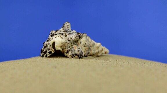 近似值贝壳躺在沙滩上