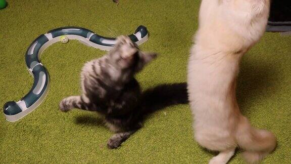 自制的漂亮毛绒绒的缅因猫正在玩一个逗趣游戏