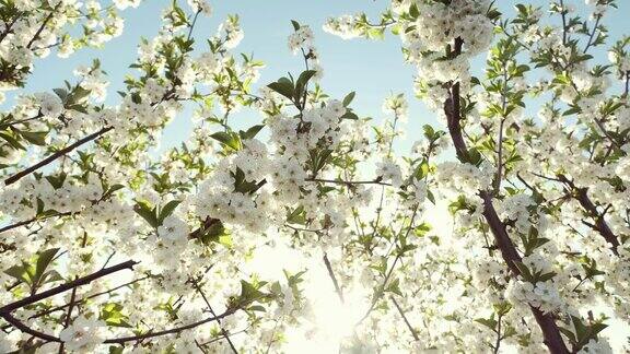 美丽的开花果树
