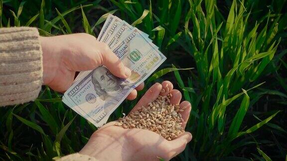 小麦谷物和美元在男性手中丰收后成功的农民在绿色的背景地里种植庄稼