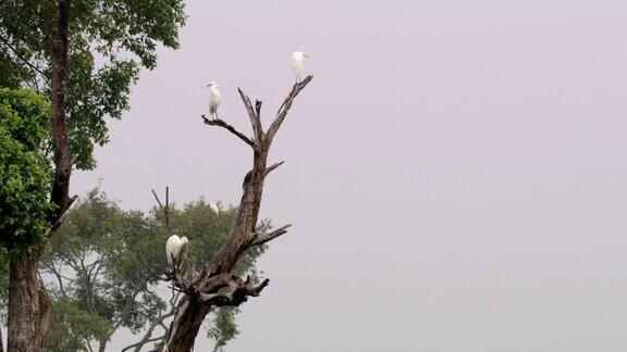 斯里兰卡白鹭栖息在树上