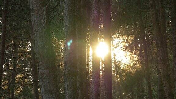 4k:阳光穿过松树林