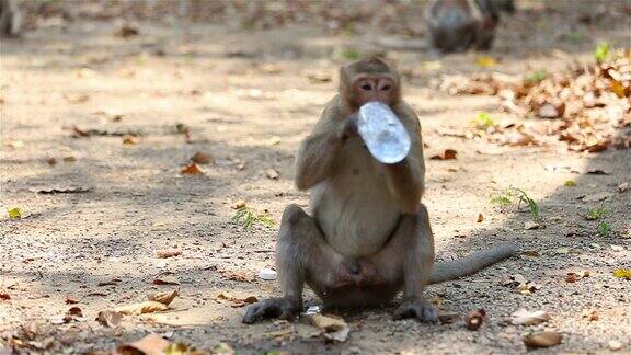 吃螃蟹的猕猴喝水