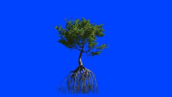 红树林的根3d动画蓝色屏幕α