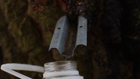 桦树汁滴进塑料瓶特写
