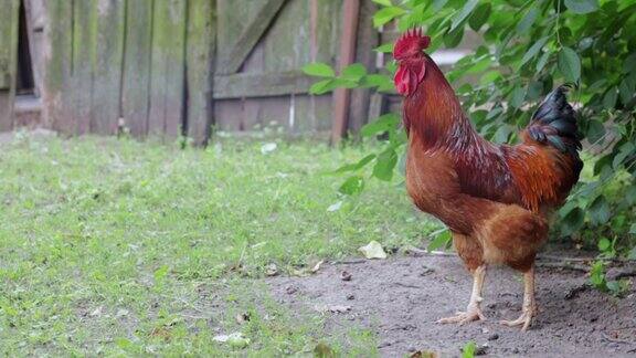 村子里有一只长着红色簇毛的大公鸡罗德岛红杂交种罗德岛州一个小农场的橙色公鸡的美丽视频五彩缤纷的羽毛