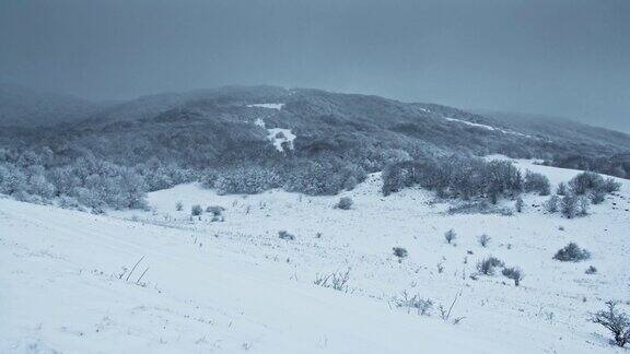 树在田野在冬天与飘落的雪蓝色雪森林降雪