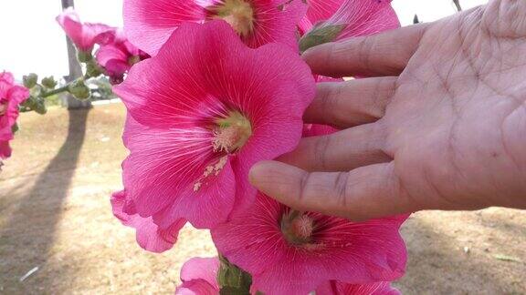 特写POV手触摸树上粉红色的蜀葵花检查质量农业主题