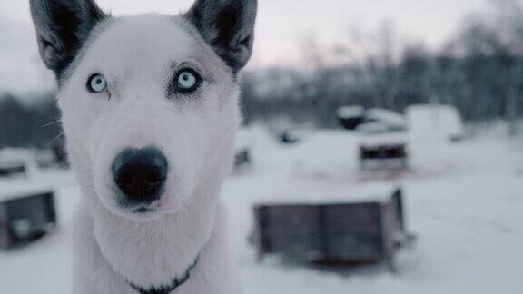 蓝眼睛的SLOMOHusky