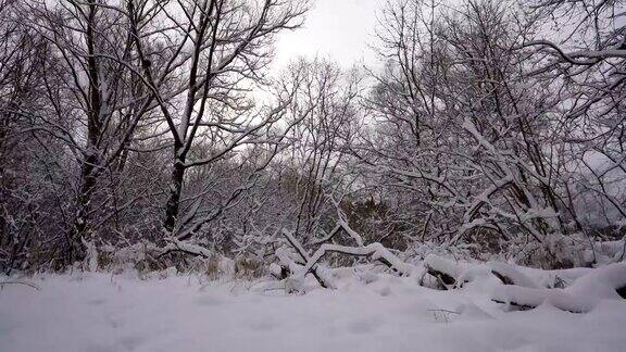 树枝在冰雪中在冬天的午后户外