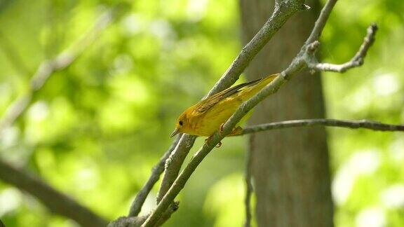 尖锐的特写雌性黄莺鸟在夏天在加拿大与太阳