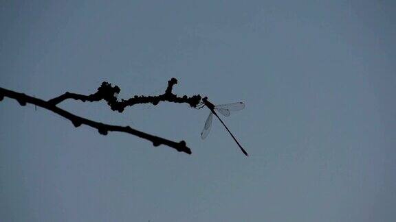 蜻蜓停在树枝上的慢镜头