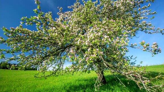 吊起:苹果树开花