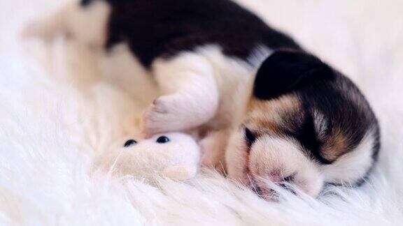 小狗和玩具一起睡觉