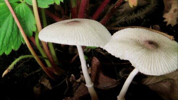 白蘑菇生长HD