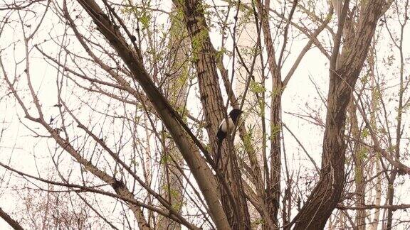 雄性欧亚喜鹊站在树枝上扔出自己的粪便然后唱歌来吸引交配对象鸣鸟鸟的歌城市野生动物野生自然观鸟鸟动物动物