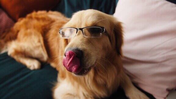 特写的金毛猎犬戴着眼镜躺在客厅的沙发上快乐的棕色狗看着镜头摆姿势小狗伸出舌头呼吸生意好笑的家养动物在家里