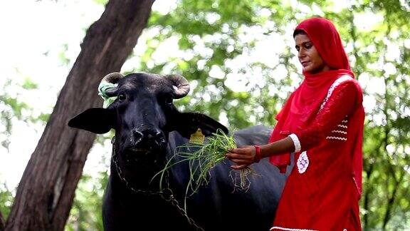 女印度农民和她的水牛