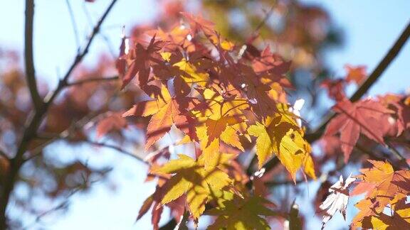 红色和黄色的日本枫叶在阳光下接近秋季背景