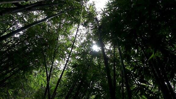 慢镜头:茂密的竹林