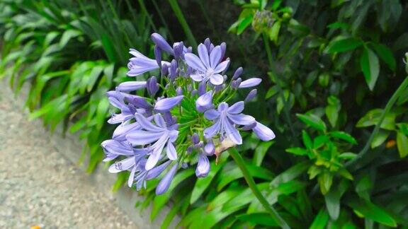 紫玉簪属草本植物的花