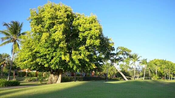 在一个美丽的绿色公园里有一棵巨大的老树