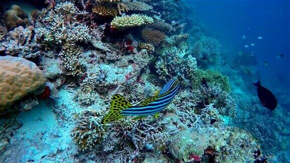 珊瑚礁上的东方扫浪-马尔代夫