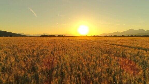 AERIAL:令人惊叹的金色麦田在群山环绕的农场里