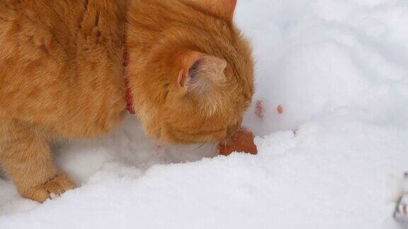 一只漂亮的姜黄色的猫耳朵被撕裂了戴着红色的项圈在冬天的雪地里吃着一根香肠