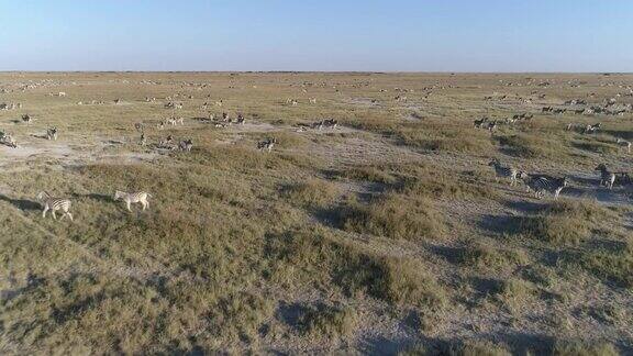 近距离的空中鸟瞰一大群斑马在广袤的博茨瓦纳Makgadikgadi草原上迁徙