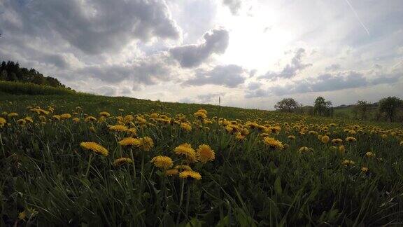 初夏阳光明媚的草地上开着黄色的蒲公英花为花授粉的飞虫蜜蜂从花上采集花粉蒲公英田和森林太阳和多云的天空4k
