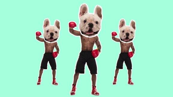 定格设计艺术2D动画非裔美国人与狗的头跳舞作为赢家的颜色背景有趣的漫画拳击手概念、当代4k拼贴画数字复合视频