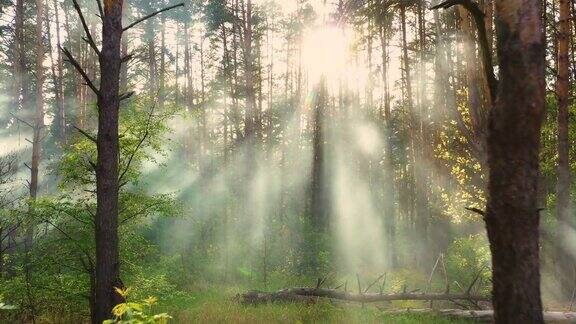 早晨森林里雾低阳光透过树枝照射下来