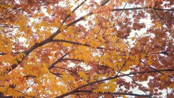 秋天的树黄色的落叶