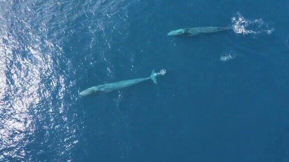 在葡萄牙亚速尔群岛的海洋中抹香鲸的鸟瞰图