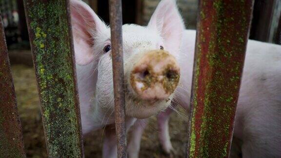 两只白色的小小猪在猪圈里小猪在铁栅栏后面养猪场