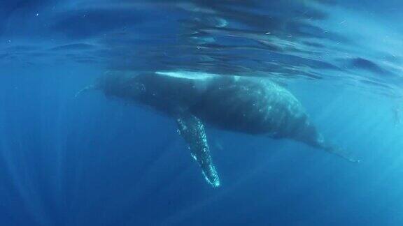 印度洋水下的座头鲸