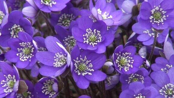 紫肝花1