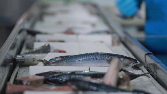 鱼类工厂的专家们正在把海鱼从运输机械转移到集装箱渔场工厂