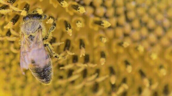 蜜蜂正在黄色的向日葵花上授粉
