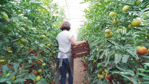 女农场工人捡起西红柿