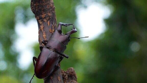森林树枝上的锯齿鹿甲虫的4K视频