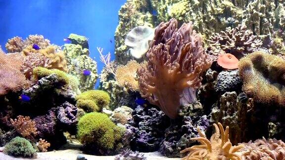 鱼缸里有五颜六色的鱼活珊瑚